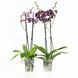 Orchidee Chien Xen Pearl Paars Wit Gespikkeld - 2 Stuks