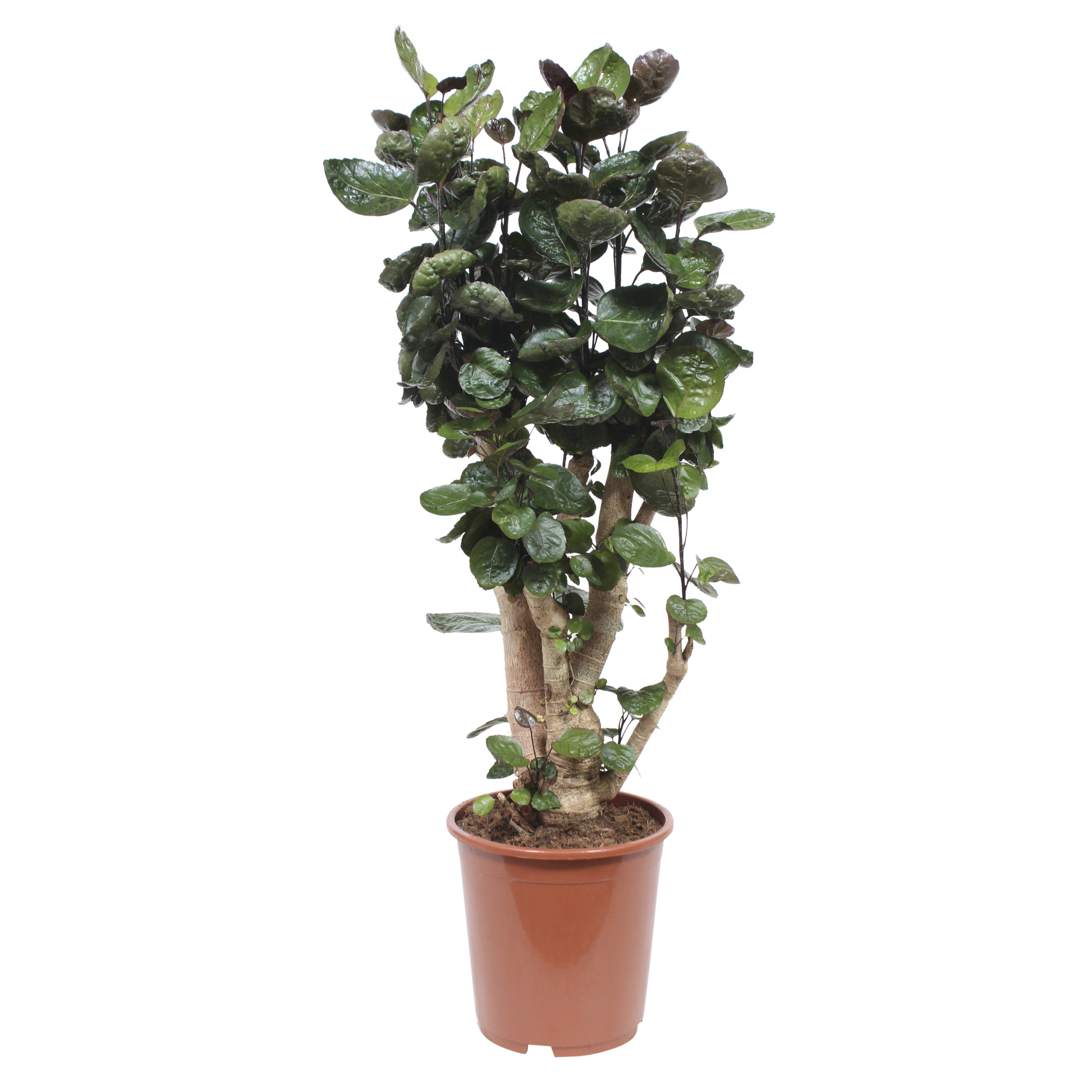 Polyscias Fabian 70 huismerk kopen in de aanbieding