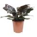 Philodendron Imperial Red Rood