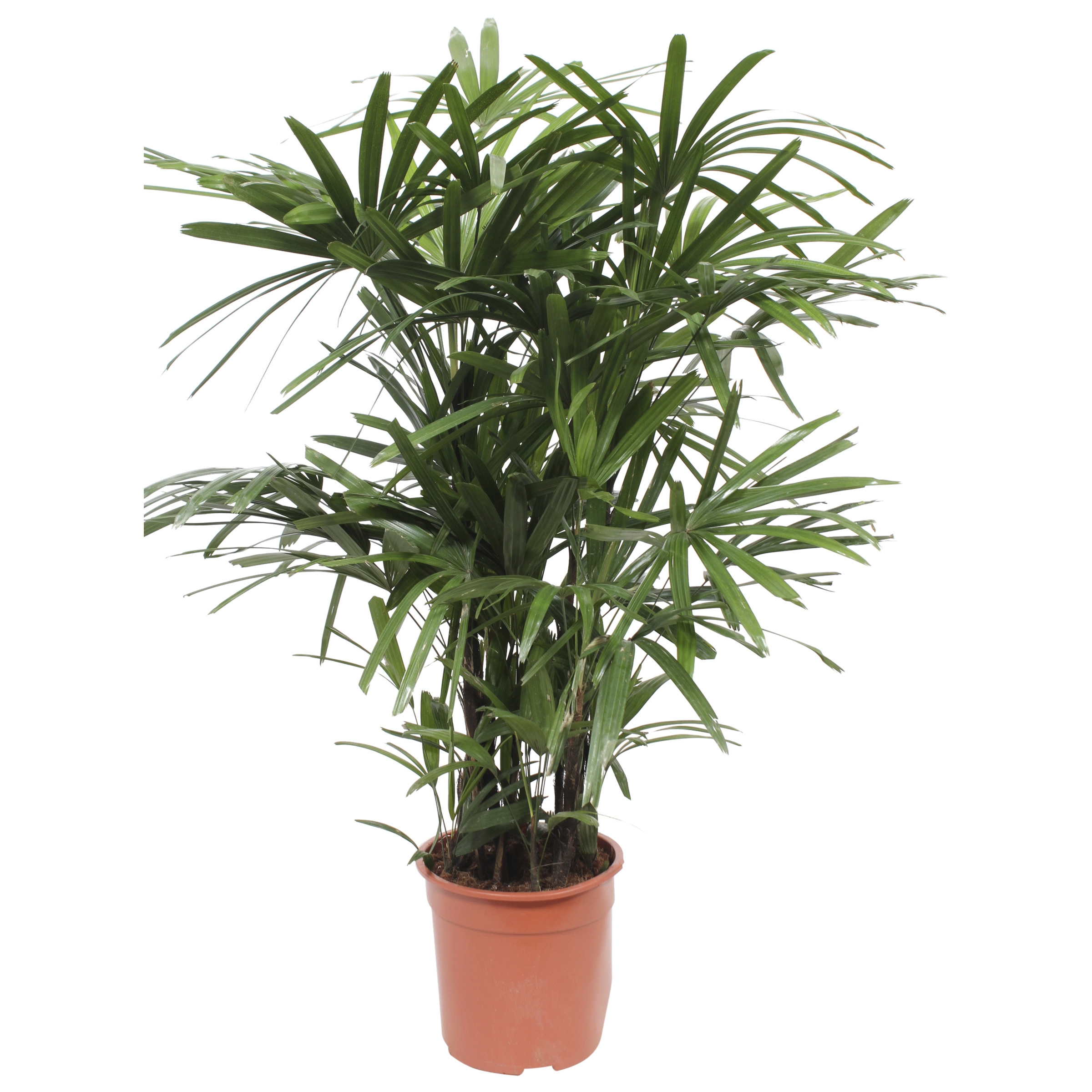 Stokpalm Rhapis Palm 110 huismerk kopen in de aanbieding