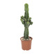 Cactus Euphorbia 70 cm