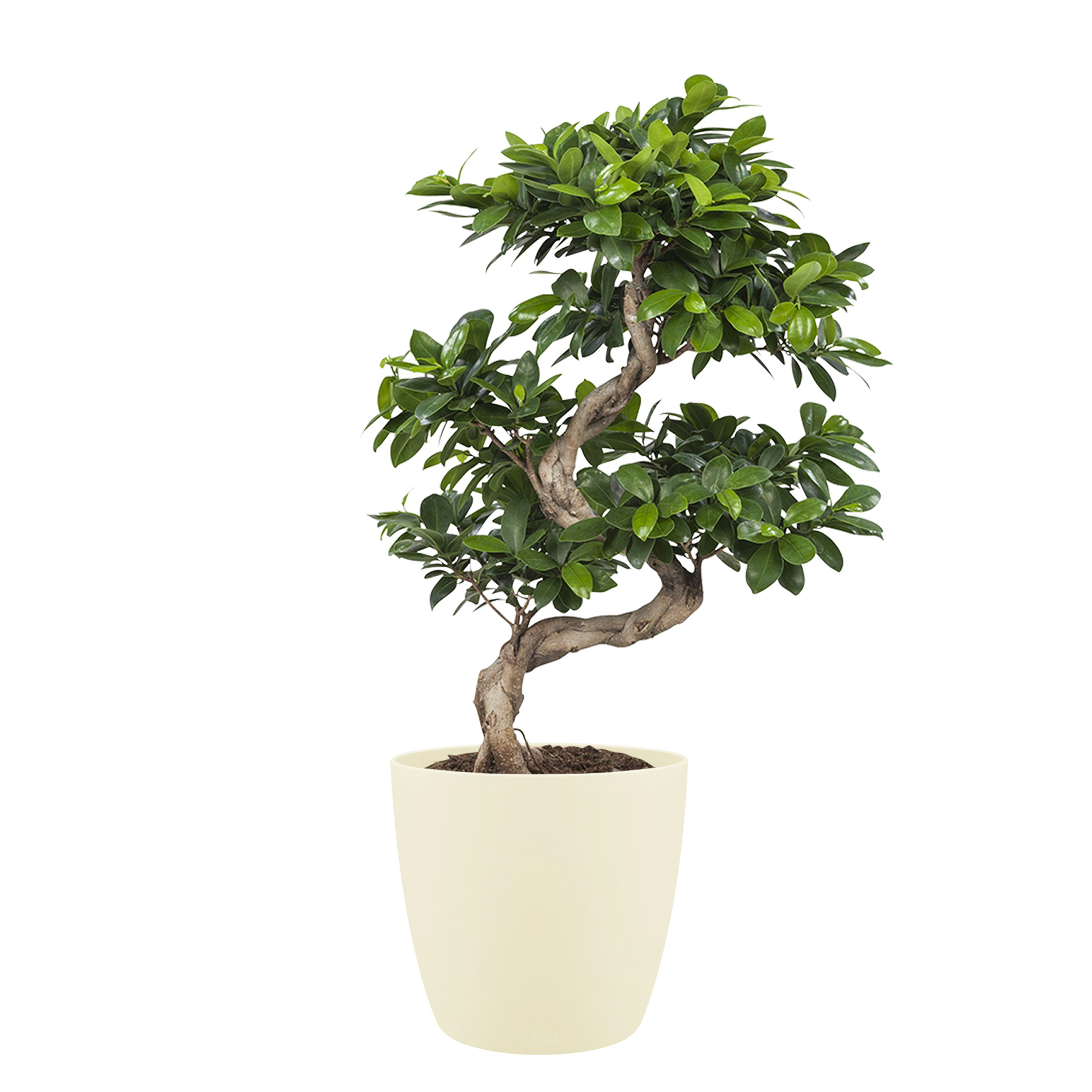Bonsai Ficus Met Elho Bloempot Brussels Soap huismerk kopen in de aanbieding