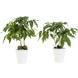 Castano's met Bloempot Wit - 2 Stuks