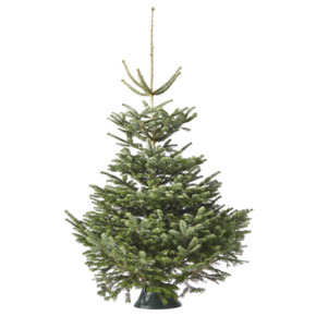 Nordmann Kerstboom 150-175 cm