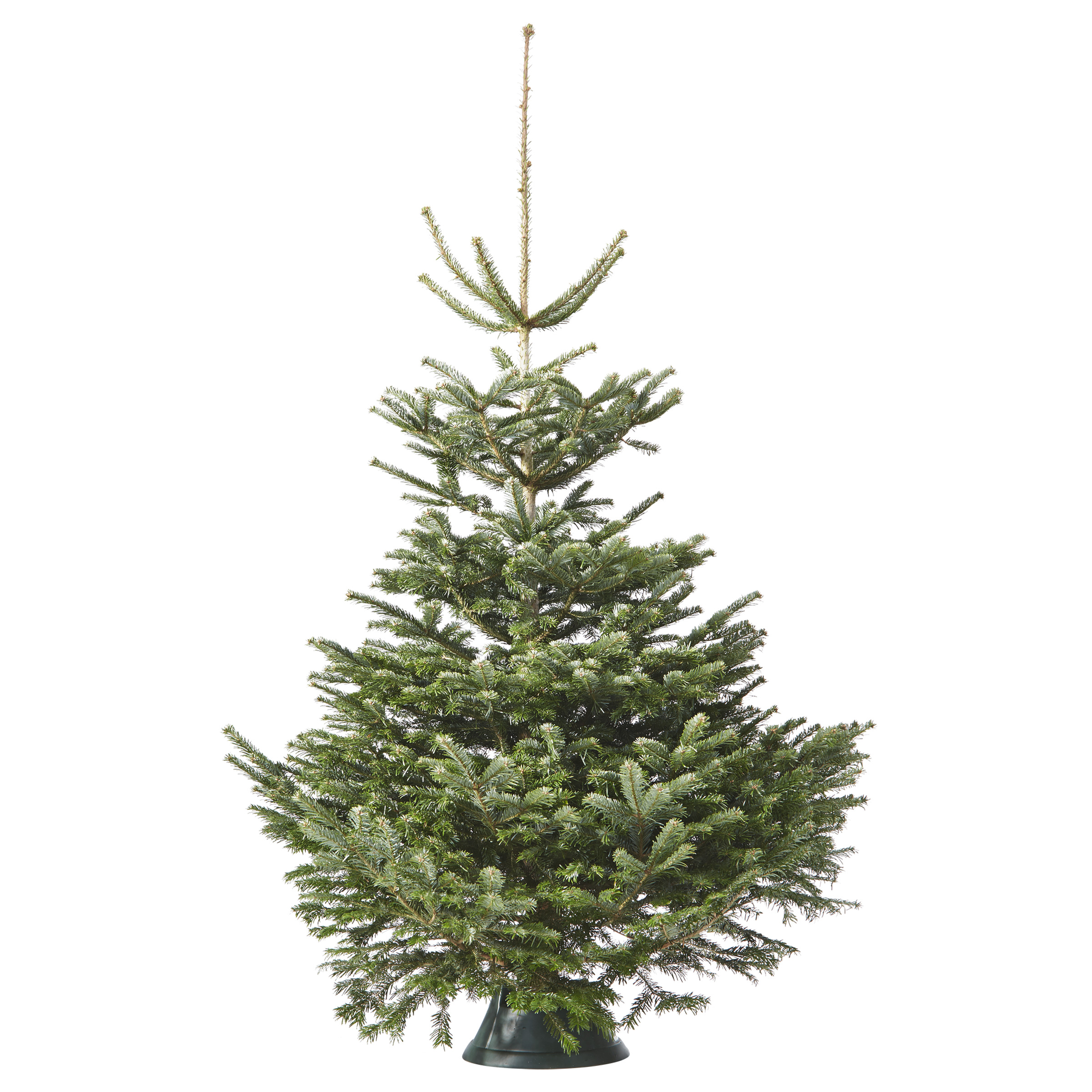 Kerstboom Nordmann 125-150 cm