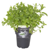 Marokkaanse munt potmaat 14 cm