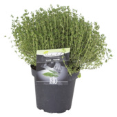 Tijm potmaat 14 cm