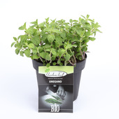 Oregano potmaat 14 cm