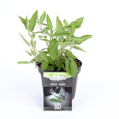 Salie potmaat potmaat 14 cm