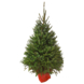 Kerstboom Picea Omorika Potgekweekt 150-180 cm