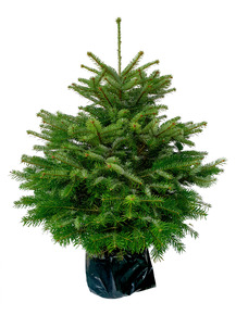 Nordmann Kerstboom Potgekweekt 100-150 cm