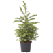 Picea Omorika Kerstboom 60-80 cm