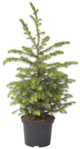 Picea Omorika Kerstboom Potgekweekt 60-80 cm