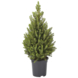 Picea Conica Kerstboom Potgekweekt 50-55 cm