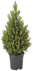 Picea Conica Kerstboom Potgekweekt 50-55 cm