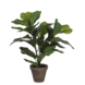 Ficus Lyrata groen in pot Stan grijs d13,5cm - h35xd45cm