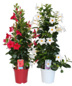 Dipladenia potmaat 17 cm