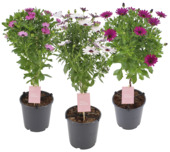 Spaanse margriet op stam