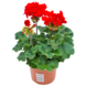 Pelargonium Zonale