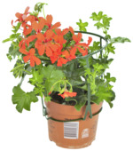 Geraniums in pot