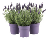 Lavendel