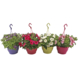 Geen merk Plantenmix