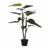 Philodendron in plastic pot groen 60 cm