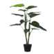 Philodendron in plastic pot groen 60 cm