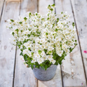 Diascia potmaat 10,5 cm