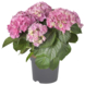 Hortensia - Hydrangea Mac 