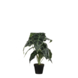 Mica Decorations Alocasia Kunstplant in Bloempot - H50 x D30 cm - Groen