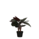 Mica Decorations Calathea Roseopicta Kunstplant - H60 x D40 cm - Bordeaux