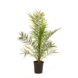 Phoenix Canariensis potmaat 20 cm