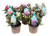 Rododendron mix potmaat 15 cm