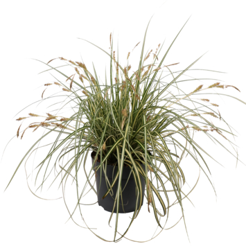 Grassen mix potmaat 14 cm kopen? Bloemen & planten | Karwei