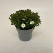 Vaste plantenmix potmaat 12 cm