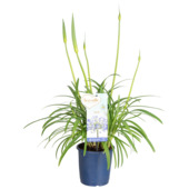 Agaaths blauw potmaat 14 cm