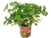 Aardbeien potmaat 21 cm