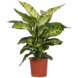 Dieffenbachia Mars potmaat 17 cm