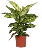 Dieffenbachia Mars potmaat 17 cm