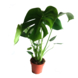 Monstera potmaat 17 cm