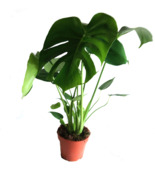 Monstera potmaat 17 cm