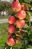 Appelboom Jonagold 155-180 cm