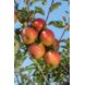 Appelboom Cox hoogte 155-180 cm