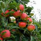 Appelboom Elstar 155-180 cm