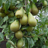 Perenboom Conference 155-180 cm