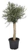 Olijfboom Olea europaea op stam potmaat 35 cm