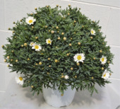 Spaanse margriet wit