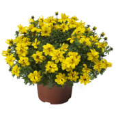 Stekperkgoed potmaat 10,5 cm