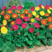 Gerbera Gravinea mix